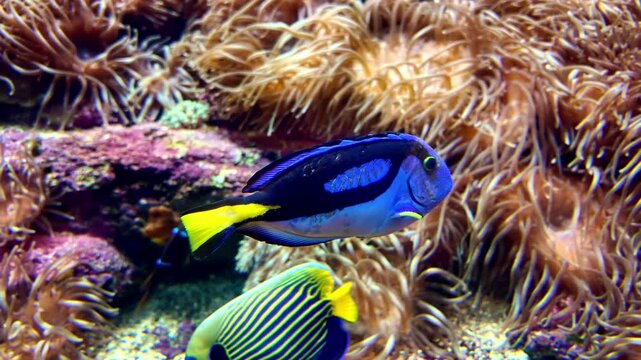 Blue tang fish swims among corals in a vibrant underwater scene