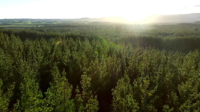 Drone shot above New Zealand Pine forest - mature trees - steadily moving