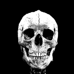 the staring skull with grunge effect  texture and black background, used for anymore