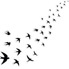 birds are circling mesmerizing