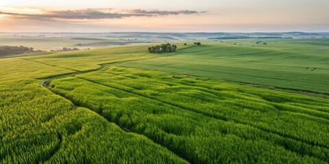 Aerial view of a vast green field at sunset, showcasing the beauty of nature's vibrant hues and the serene tranquility of the countryside.