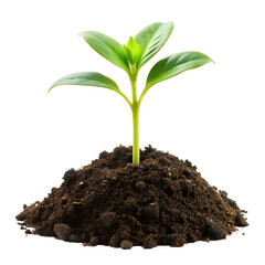 young plant growing from soil, young plant in soil isolated on transparent background, high quality png image