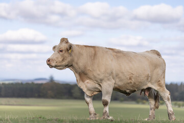 Close up profile portrait of white cow on the grassland. Calm animal taken from below. Side face