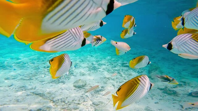 ボラボラ島の海でモツピクニック中に魚の群れに出会う