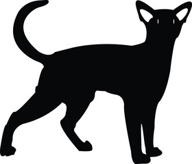 attracted black cat vector illustration