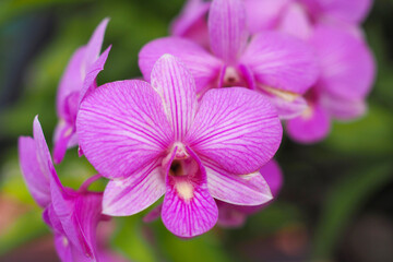 Beautiful pink orchid flower in garden with bokeh blurred background