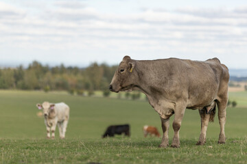 Close up profile portrait of grey cow on the grassland in the middle of membered herd. Calm animal taken from below. Side face