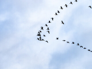 Wild ducks flock of birds flying in V formation blue sky beginning of autumn