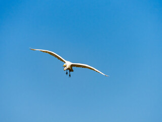 White little egret bird ardea alba flying wings spread blue background