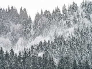 Obraz premium Heavy snow into the forest. Abstract snow among trees. Winter season panorama