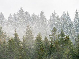 Heavy snow into the forest. Abstract snow among trees. Winter season panorama
