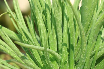 close up of  leaves of aloe vera
