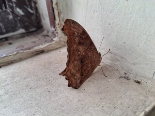 Indian Night Moth is a nocturnal insect with patterned wings, known for its camouflage, attraction...