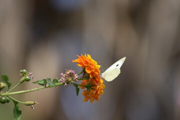  cabbage white butterfly on flower