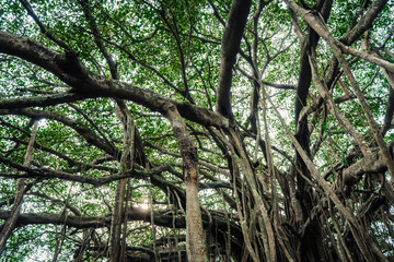 Big green banyan tree in the forest