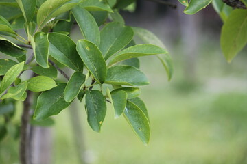 Image of a poplar tree in bloom along the Daecheongcheon Stream Trail