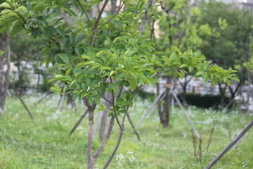 Image of a poplar tree in bloom along the Daecheongcheon Stream Trail