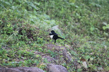 Image of a magpie searching for food on the Daecheongcheon Trail