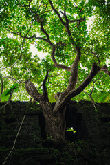 Yashwantgad Fort in Redi, Maharashtra, near the Maharashtra-Goa border. Green roots of trees grows on the old walls