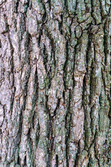 The bark of the pine tree is brown with deep cracks and partly with moss