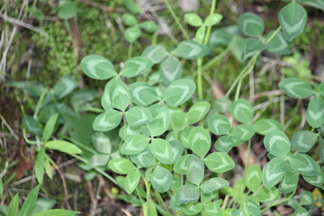 Image of four-leaf clover blooming on the Daecheongcheon trail