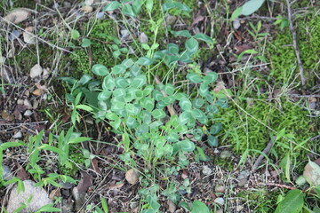 Image of four-leaf clover blooming on the Daecheongcheon trail