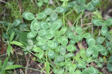 Image of four-leaf clover blooming on the Daecheongcheon trail