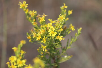 flowers of Dittrichia viscosa (False Yellowhead)