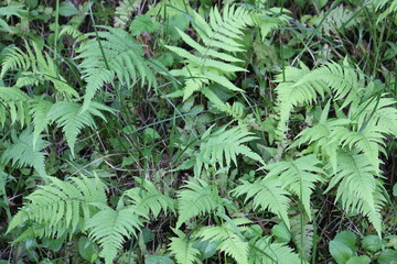 Image of hairy ferns blooming on the Daecheongcheon trail