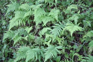 Image of hairy ferns blooming on the Daecheongcheon trail