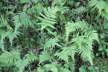 Image of hairy ferns blooming on the Daecheongcheon trail