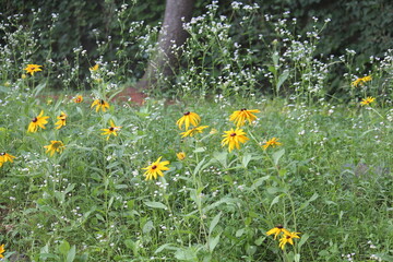 Image of the original chrysanthemum blooming on the Daecheongcheon trail