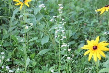 Image of the original chrysanthemum blooming on the Daecheongcheon trail