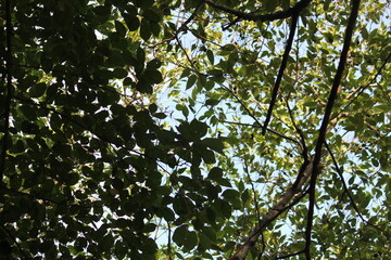 Image taken under a tree in bloom on the Daecheongcheon Trail