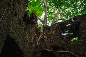 Yashwantgad Fort in Redi, Maharashtra, near the Maharashtra-Goa border. Green roots of trees grows on the old walls