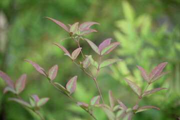Image of Namcheon in bloom on Daecheongcheon trail