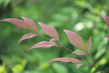 Image of Namcheon in bloom on Daecheongcheon trail