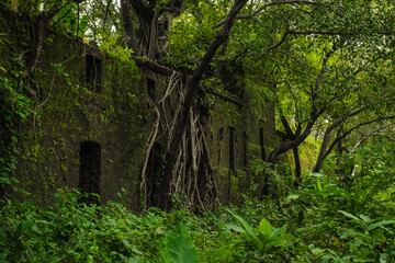 Yashwantgad Fort in Redi, Maharashtra, near the Maharashtra-Goa border. Green roots of trees grows on the old walls