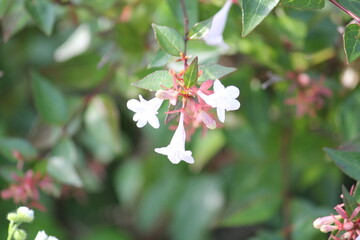 Image of a flowering dogwood tree on the Daecheongcheon Stream trail
