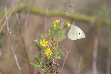 cabbage white butterfly on flower