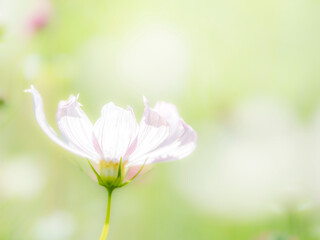 秋の公園や花壇を彩るコスモスのある風景。背景。自然風景素材。