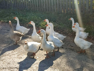 a flock of geese on the road