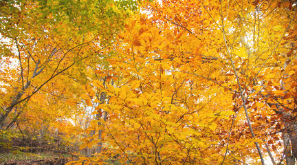 Beautiful view of autumn leaves.