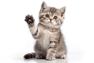 Adorable Shaded British Shorthair Cat Kitten Sitting Upright with Paw Raised, Curiously Facing Camera, Isolated on a White Background for Pet Lovers and Cat Enthusiasts
