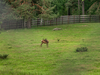 The Southern Urals, Bashkir State Nature Reserve. A herd of red deer (Cervus elaphus sibiricus) in a pen.