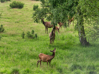 The Southern Urals, Bashkir State Nature Reserve. A herd of red deer (Cervus elaphus sibiricus) in a pen.