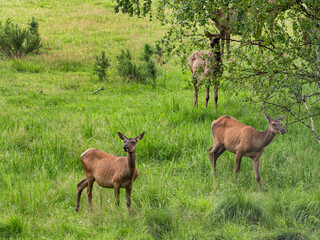 The Southern Urals, Bashkir State Nature Reserve. A herd of red deer (Cervus elaphus sibiricus) in a pen.