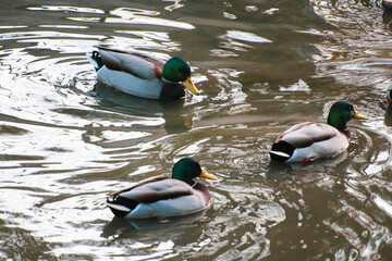 adult and baby ducks that swim and hunt in flocks