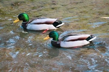 adult and baby ducks that swim and hunt in flocks