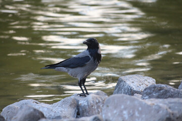 black carrion crow standing on rocks on green lake